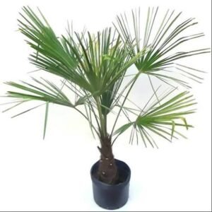 Buriti (teste)